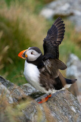 Fototapeta premium Atlantic puffin showing off