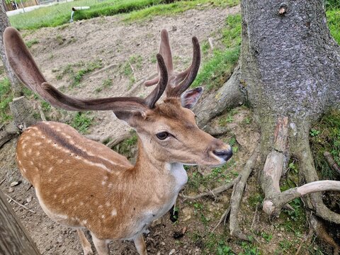 Damhirsch - Damwild