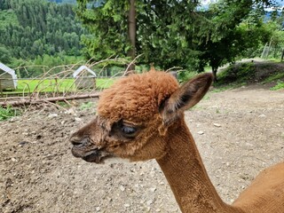 Kopf von einem Alpaka