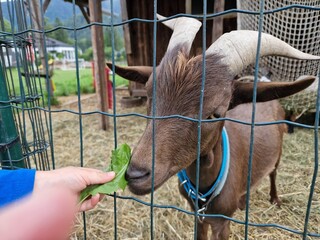 Ziegen in einem Streichelzoo