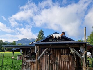 Ziegen in einem Streichelzoo