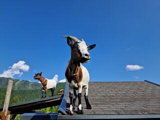 Ziegen in einem Streichelzoo