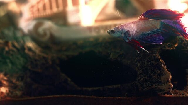 A resting betta fish inside aquarium