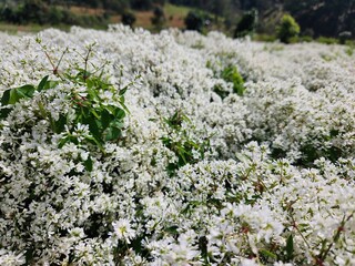 tiny wild flowers field in region