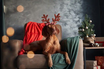 A Vizsla dog wearing reindeer antlers sits on a couch, looking expectantly, set against a festive...