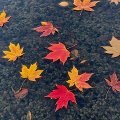Autumn Leaves in Rippling Stream