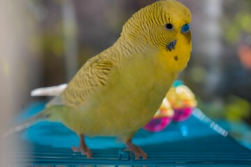 Cute yellowish-green budgerigar on the cage with toys in the background