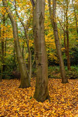 Autumn trees with orange, yellow and green leaves on the floor, Koekelare Forest, Bruges region, Belgium.