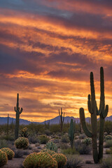 slender cactus against a sunset sky, highlighting the desert landscape's unique beauty