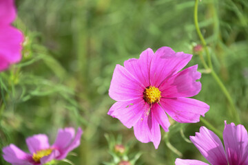 Obraz premium コスモス