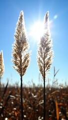 Obraz premium Two tall grasses stand out against a bright blue sky, backlit by the sun.