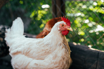 A close-up view of a white hen near a chicken coop during golden hour in a rural backyard setting