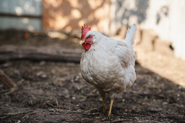 A close-up view of a white hen near a chicken coop during golden hour in a rural backyard setting