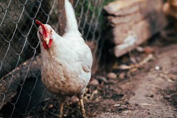 A close-up view of a white hen near a chicken coop during golden hour in a rural backyard setting © Anton Dios