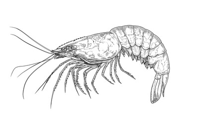 Seafood, shrimp prawn. Vintage retro print, black white seafood shrimp prawn sketch ink pencil style drawing, linear drawing, engrave old school. Sketch artwork shrimp prawn, seafood. Illustration