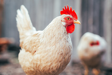 A close-up view of a white hen near a chicken coop during golden hour in a rural backyard setting