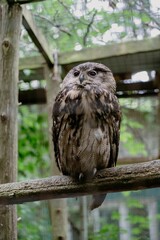 Majestic owl perched in natural habitat.