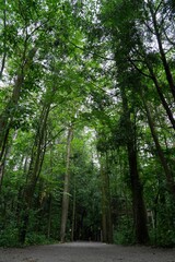 Serene forest path with lush greenery