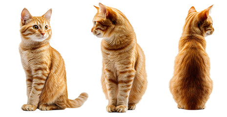 Cute orange cat collage with front, side and back view over isolated transparent background