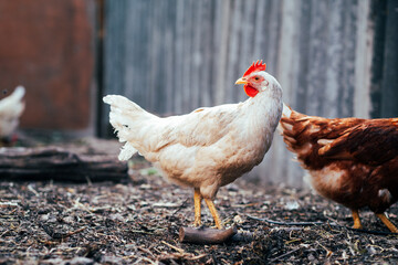 A close-up view of a white hen near a chicken coop during golden hour in a rural backyard setting