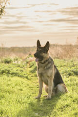 Purebred German Shepherd Dog Sit in Meadow. Spring Mood with Domestic Animal Playing Outdoors and Staring to the Camera