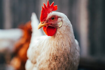 A close-up view of a white hen near a chicken coop during golden hour in a rural backyard setting