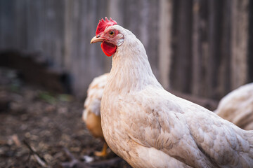 A close-up view of a white hen near a chicken coop during golden hour in a rural backyard setting