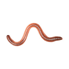Fototapeta premium worm on transparent background PNG Generative AI
