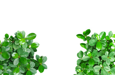 Fototapeta premium green leaves frame, green plants with the letters quot l on them, green plant frame on transparent background, 