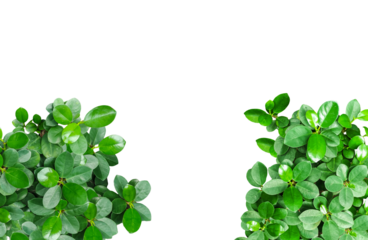 green leaves frame, green plants with the letters quot l on them, green plant frame on transparent background, 