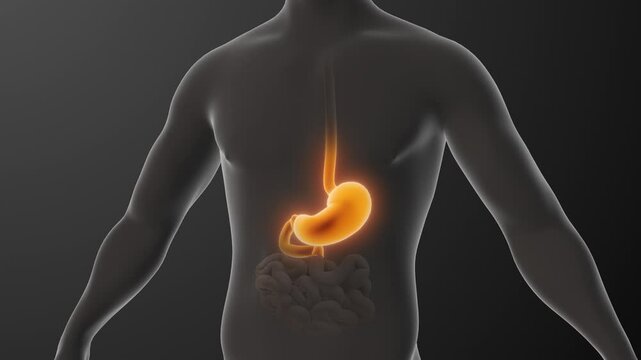 The anatomy of human stomach acidity