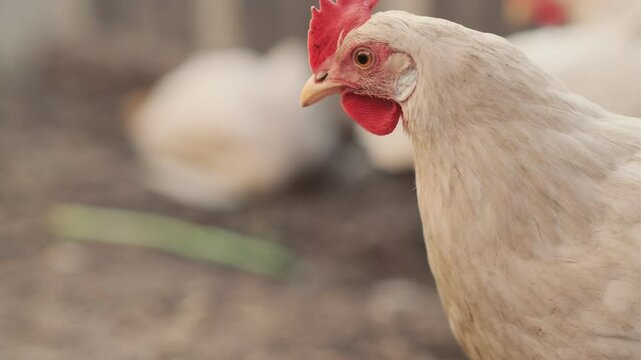 A close-up view of a white hen near a chicken coop during golden hour in a rural backyard setting