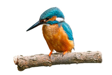 kingfisher; alcedo atthis; isolated; background; white; transparent; wild; wildlife; nature; natural; bird; animal; feather; closeup; breeding; nesting; season; burrow; flying; gemstone; colorful; blu