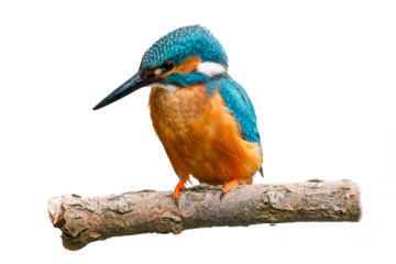 kingfisher; alcedo atthis; isolated; background; white; transparent; wild; wildlife; nature; natural; bird; animal; feather; closeup; breeding; nesting; season; burrow; flying; gemstone; colorful; blu