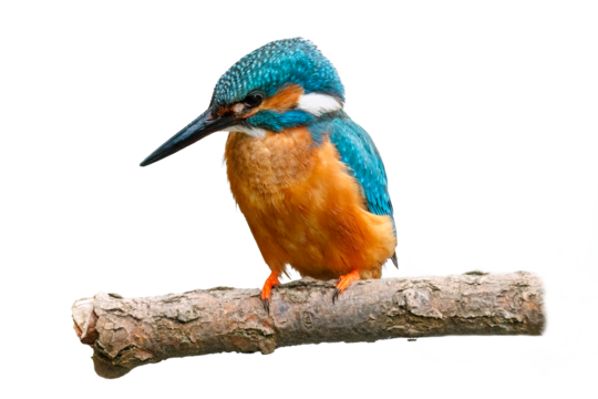kingfisher; alcedo atthis; isolated; background; white; transparent; wild; wildlife; nature; natural; bird; animal; feather; closeup; breeding; nesting; season; burrow; flying; gemstone; colorful; blu