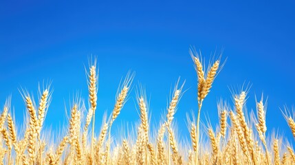 Fototapeta premium Golden wheat stalks dance in the breeze, stretching across an endless field beneath a perfectly clear blue sky.