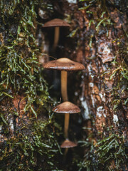 mushrooms growing out of a tree 