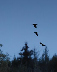 Bird silhouettes against evening sky