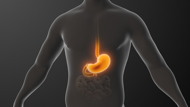 The anatomy of human stomach acidity