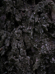 bark of a tree closeup