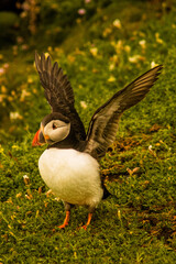 Sea birds