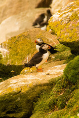 Sea birds