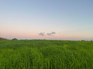 A serene, open field with tall, lush green grass at sunset. The sky transitions from a soft pink...