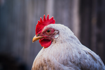 A close-up of a white hen with red comb against a blurred background on a farm during the early morning light