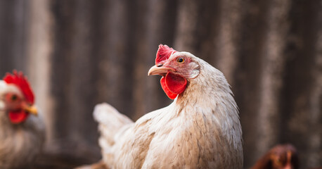 A close-up of a white hen with red comb against a blurred background on a farm during the early morning light