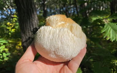 Lion's Mane mushroom on oak tree in the autumn forest. ( Hericium erinaceus )	
