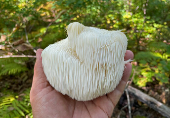 Lion's Mane mushroom on oak tree in the autumn forest. ( Hericium erinaceus )   © IgorCheri