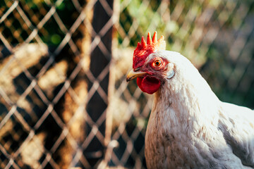A close-up of a white hen with red comb against a blurred background on a farm during the early morning light