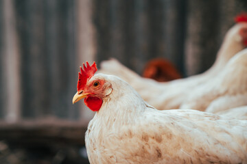 A close-up of a white hen with red comb against a blurred background on a farm during the early morning light