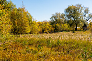 Fototapeta premium beautiful view of an autumn forest field with yellow leaves and grass